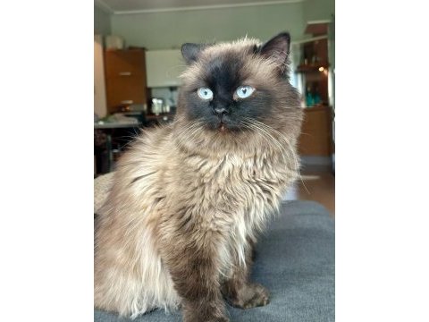 Güzel ragdoll çocuğa yuva