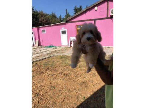 Sevimli maltipoo yavrularımız ruhsatlı üretim