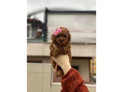 Muhteşem poodle güzellikteki bebekler sizin olsun mu