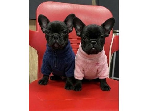 Üst kalite siyah inci french bulldog yavrular
