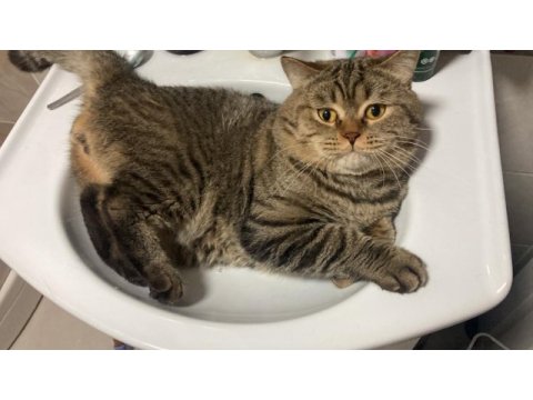 British shorthair kedilerim sahiplendirilecektir