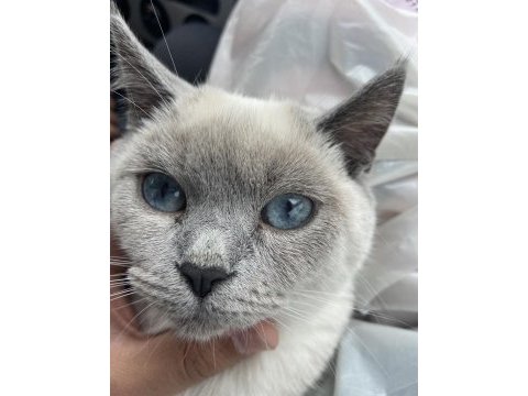 Blue point 7 aylık dişi british shorthair