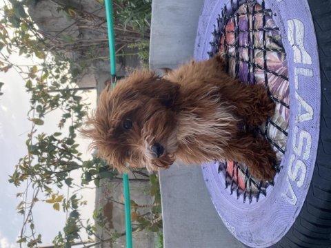 14 şubat doğumlu red erkek maltıpoo