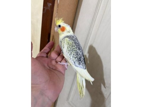 63 günlük kusursuz sultan bebek
