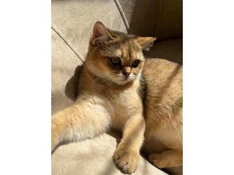British shorthair kızımıza yuva arıyoruz
