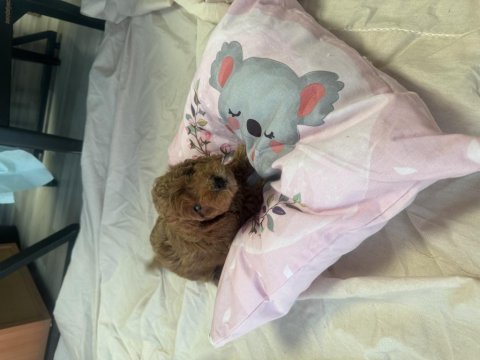 Toy poodle dişi yavrular