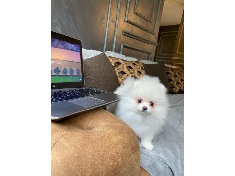 Pomeranian boo yavruları 