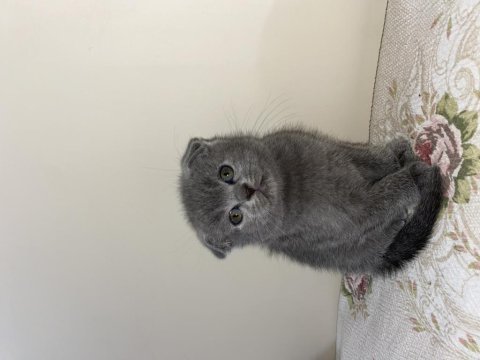 50 günlük yavru scottish fold