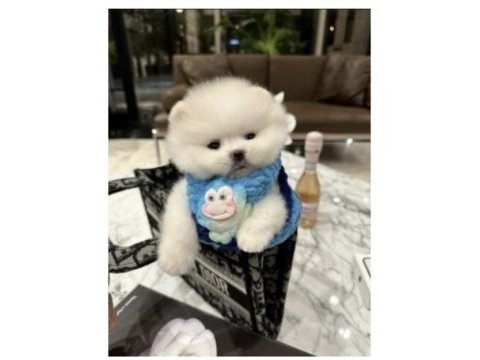 Pomeranian boo