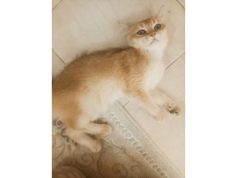 Golden boy ny12 5, 5 aylık