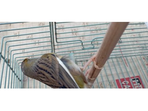 Anne baba ve yavrusu takım kuşlar