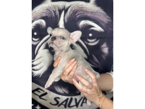 Tr’nin en büyük french bulldog çiftliğinden