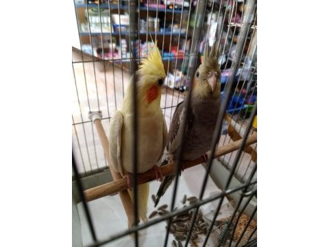 Sultan papağanı yavru