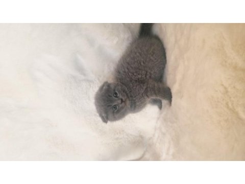 Safkan scottish fold kardeşler