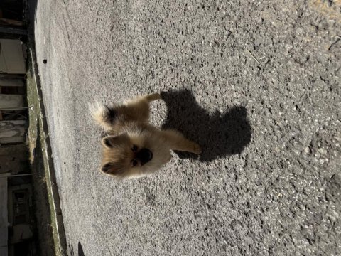 Pomeranian 4 aylık