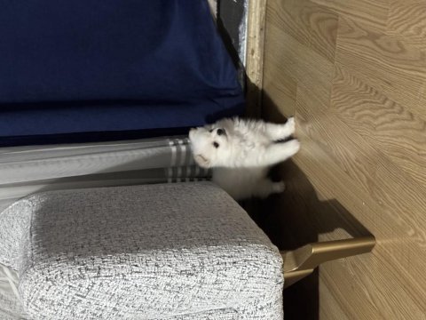 İki aylık dişi pomeranian spitz