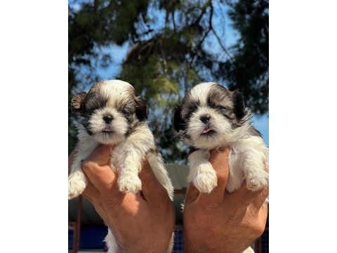 Shih tzu şitsu yavrular