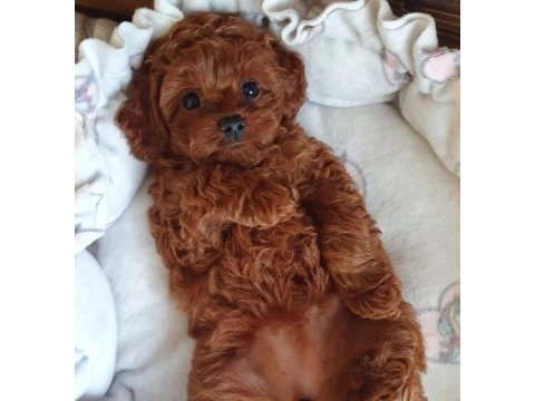 Kore teacup poodle yavrularımız
