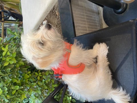 Maltese terrier 3 aylık