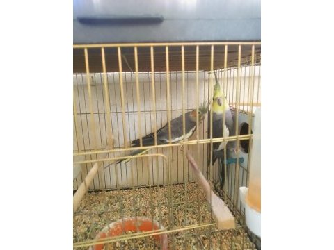 Üst kalite sultan papağanı