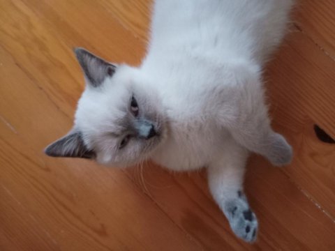 British shorthair kedimize acil yeni yuva arıyoruz