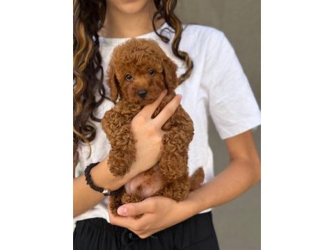Toy poodle bebekleri