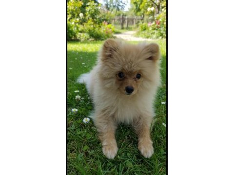 5 aylık pomeranian boo