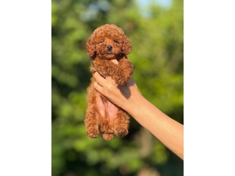 Teacup korea poodle kg garantili wc egitimli