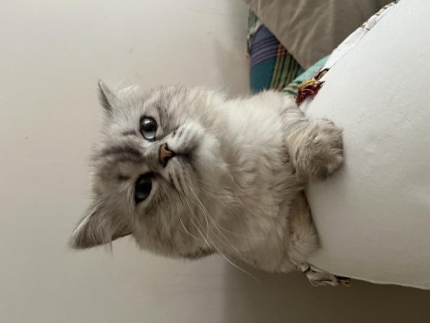 British longhair kedimiz