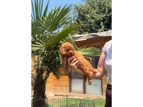 Red toy poodle yavrular