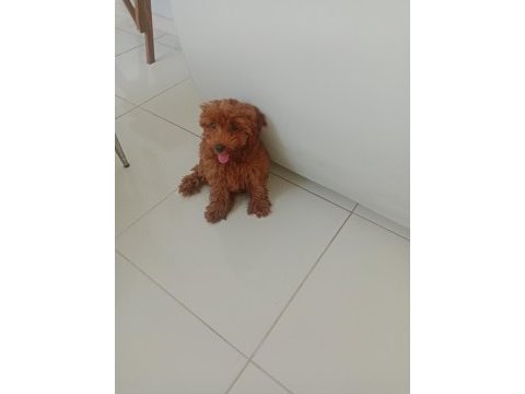 Toy poodle bebekler