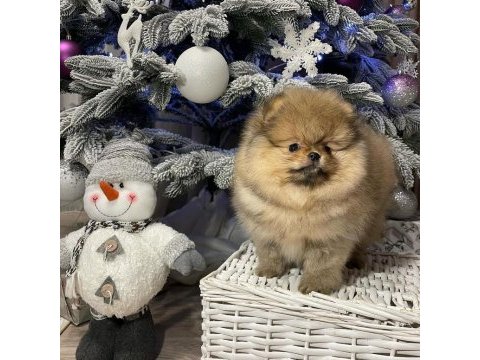 Teddy bear pomeranian yavruları
