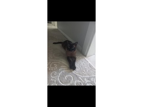 Siyam kedisi 3 yaşında erkek