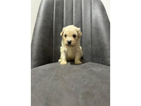 Maltipoo adrese teslim, kapıda ödeme yapabilirsiniz