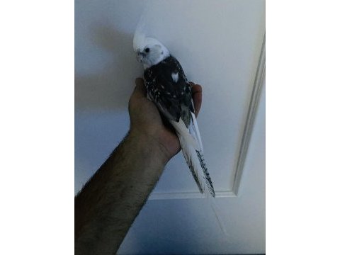 Evcil wifi face mutasyonu sultan papağanı