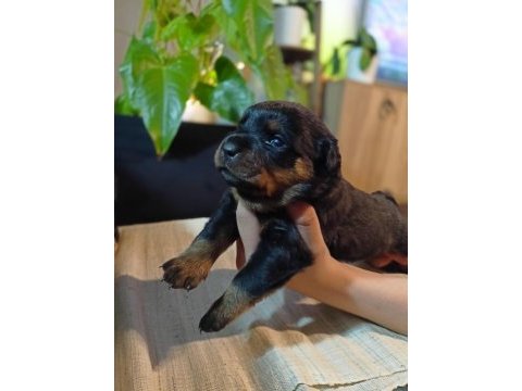 Şecereli rottweiler bebeklerim