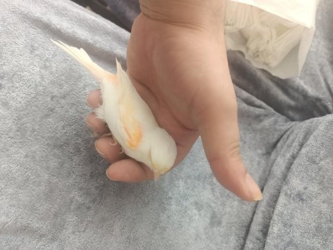 Çok güzel renklere sahip mozaik kanarya takım