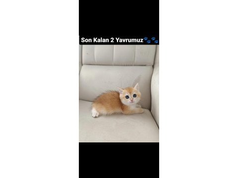 Son kalan british shorthair golden blue