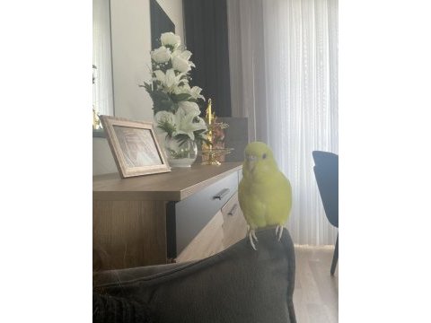 Konuşan muhabbet kuşu
