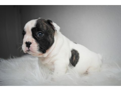 French bulldog yavrularımız