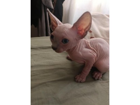 Sphynx 20 mayıs doğumlu oğlanlar