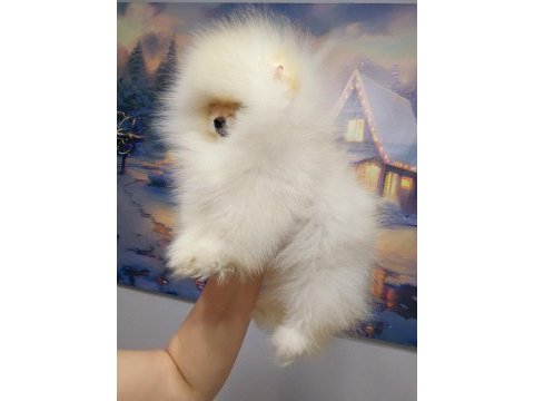 Pomeranian boo bebekler