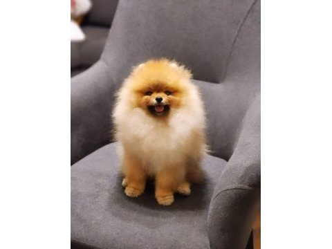 Pomeranian ayıcık yavrular