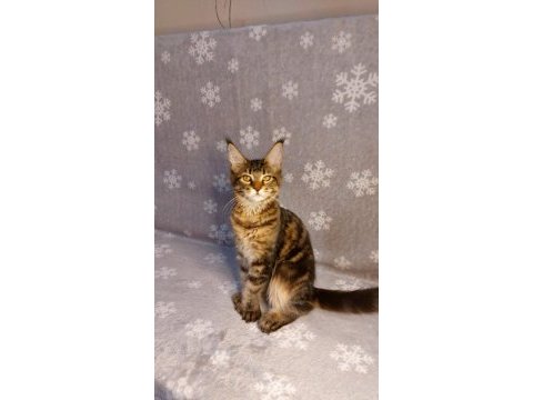 Ful secereli mainecoon unvanlı ebeveynlerden.