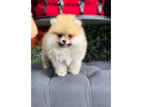 Üretim çiftliğinden orjinal pomeranian boo