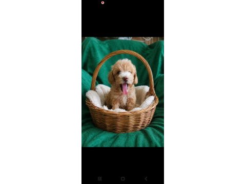Maltipoo mınık mı mınıkler