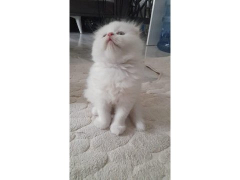 Scottish fold yavrumuz