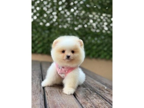 Pomeranian teddy face yavrular