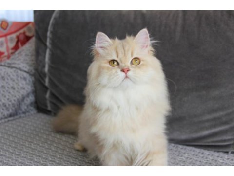 Pamuk kızımız yeni ailesine kavuşmayı bekliyor