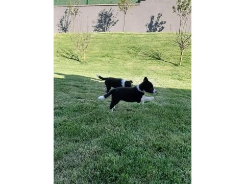 Eğitim merkezinde border collie yavruları